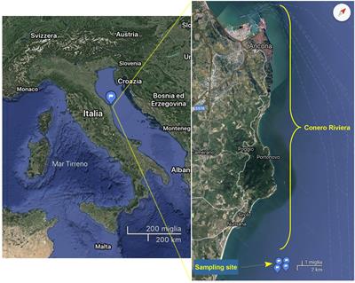 Vibrio parahaemolyticus-specific Halobacteriovorax From Seawater of a Mussel Harvesting Area in the Adriatic Sea: Abundance, Diversity, Efficiency and Relationship With the Prey Natural Level